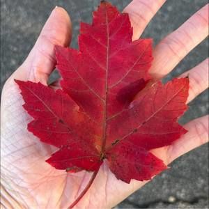 Meet your Posher, Thea